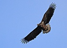 IMG 0405 havorn